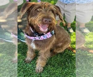 German Wirehaired Pointer Dogs for adoption in Burbank, CA, USA