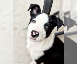 Labrador Retriever-Unknown Mix Dogs for adoption in Sandy, UT, USA
