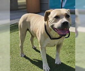 American Pit Bull Terrier Dogs for adoption in Salinas, CA, USA