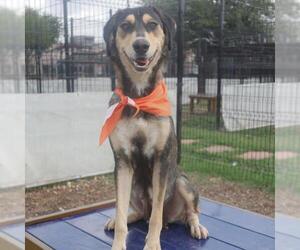 Siberian Husky-Unknown Mix Dogs for adoption in San Antonio, TX, USA