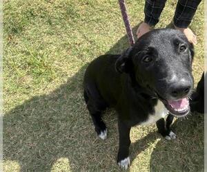 Labrador Retriever-Unknown Mix Dogs for adoption in Houston, TX, USA