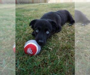 Pomsky Dogs for adoption in Arlington, WA, USA