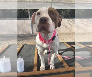 American Staffordshire Terrier-Unknown Mix Dogs for adoption in Palmetto, FL, USA