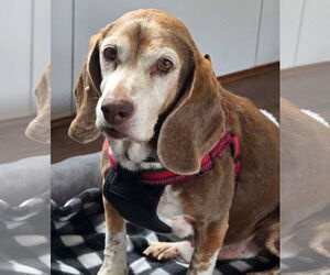 Beagle Dogs for adoption in Dunnellon, FL, USA