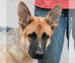 Small Photo #1 German Shepherd Dog Puppy For Sale in Huntley, IL, USA