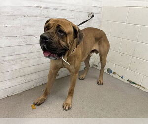 Bullmastiff Dogs for adoption in San Bernardino, CA, USA