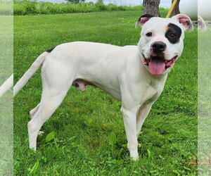 American Pit Bull Terrier-Unknown Mix Dogs for adoption in Batavia, NY, USA