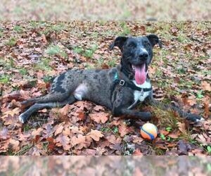 Catahoula Leopard Dog-Unknown Mix Dogs for adoption in Seahurst, WA, USA