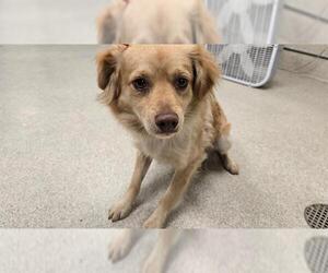 Mutt Dogs for adoption in Riverside, CA, USA
