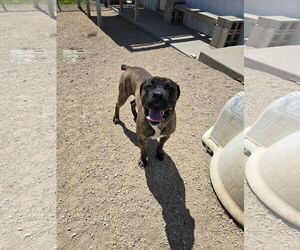 Boxer-Mastiff Mix Dogs for adoption in Maquoketa, IA, USA