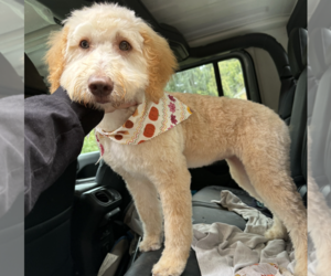 Labradoodle Dogs for adoption in Bellevue, WA, USA