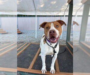 American Pit Bull Terrier Dogs for adoption in Palmetto, FL, USA