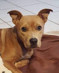 Labrador Retriever-Unknown Mix Dogs for adoption in Naples, FL, USA