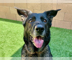 German Shepherd Dog-Unknown Mix Dogs for adoption in Moreno Valley, CA, USA