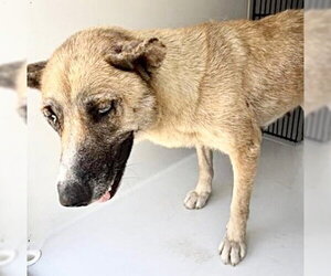 Siberian Husky-Unknown Mix Dogs for adoption in Houston, TX, USA