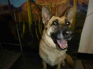 German Shepherd Dog Dogs for adoption in Henderson, NV, USA