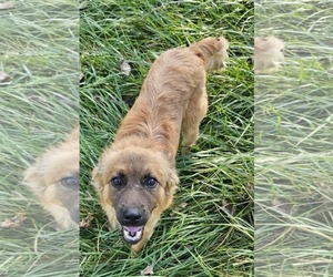 Collie-Unknown Mix Dogs for adoption in Cuba, NY, USA