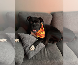 Boxer Dogs for adoption in St. Louis Park, MN, USA