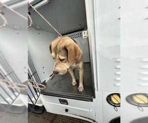 Beagle-Unknown Mix Dogs for adoption in Stockton, CA, USA