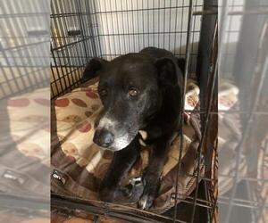 Labrador Retriever-Unknown Mix Dogs for adoption in Carmichael, CA, USA