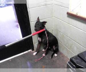 American Pit Bull Terrier-Unknown Mix Dogs for adoption in Tulsa, OK, USA