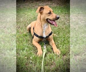 Mutt Dogs for adoption in Leesburg, FL, USA