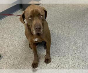 Labrador Retriever Dogs for adoption in Visalia, CA, USA