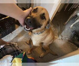 Black Mouth Cur Dogs for adoption in San Antonio, TX, USA