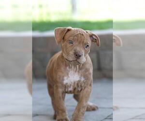 Staffordshire Bull Terrier-Unknown Mix Dogs for adoption in Belleville, IL, USA