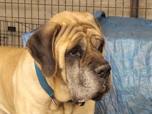 Mastiff Dogs for adoption in Zaleski, OH, USA