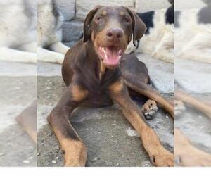 Doberman Pinscher Dogs for adoption in Hudson, NY, USA