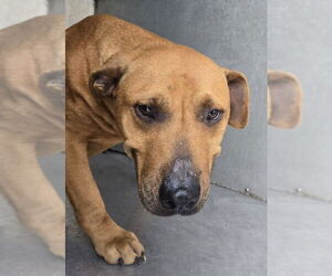 Black Mouth Cur Dogs for adoption in Mobile, AL, USA