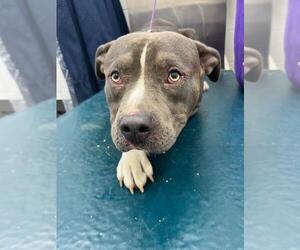 American Pit Bull Terrier-Unknown Mix Dogs for adoption in Mobile, AL, USA