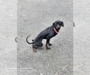 Chihuahua-Unknown Mix Dogs for adoption in San Antonio, TX, USA