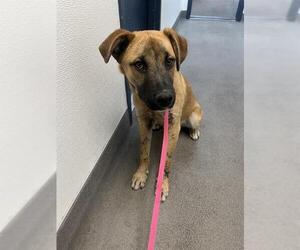 German Shepherd Dog-Unknown Mix Dogs for adoption in HESPERIA, CA, USA