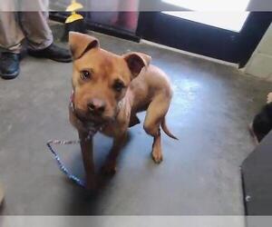 Boxer-Unknown Mix Dogs for adoption in Tulsa, OK, USA