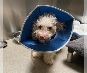 Poodle (Miniature) Dogs for adoption in Denver, CO, USA