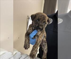 Labrador Retriever-Unknown Mix Dogs for adoption in Conroe, TX, USA