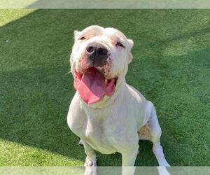 Dogo Argentino Dogs for adoption in Orange, CA, USA