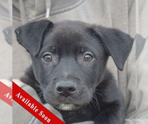 Mutt Dogs for adoption in Huntley, IL, USA