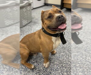 Mutt Dogs for adoption in Bemidji, MN, USA