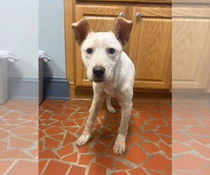 Mutt Dogs for adoption in Raleigh, NC, USA