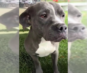 Mutt Dogs for adoption in Pasadena, CA, USA