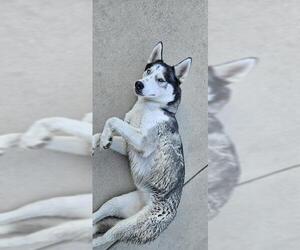 Huskies -Unknown Mix Dogs for adoption in San Antonio, TX, USA