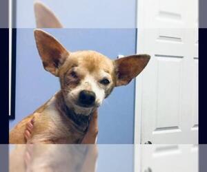 Chihuahua Dogs for adoption in Pevely, MO, USA