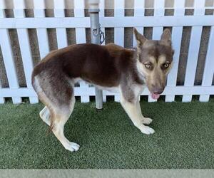Siberian Husky-Unknown Mix Dogs for adoption in Modesto, CA, USA