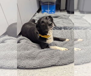 Beagle Dogs for adoption in Evansville, IN, USA