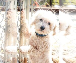 Maltese-Poodle (Standard) Mix Dogs for adoption in San Jose, CA, USA