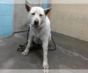 Akita Dogs for adoption in Downey, CA, USA
