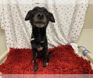 Chihuahua-Unknown Mix Dogs for adoption in Modesto, CA, USA